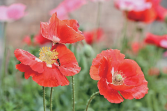 续为示范区正在努力谱写华夏大地推进中国式现